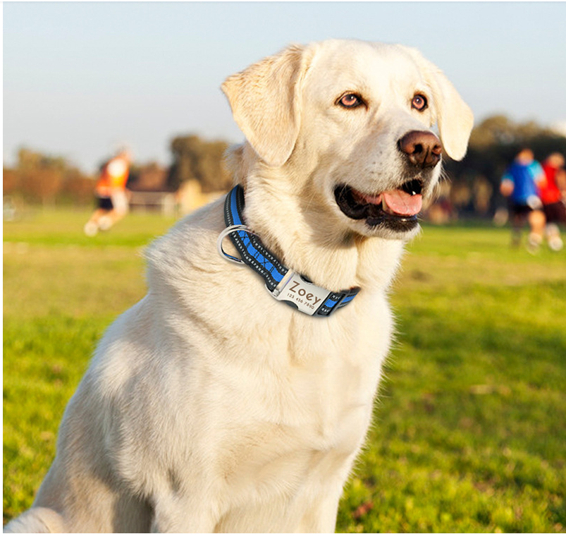 Dog Pet Supplies Collars Glow At Night - The Pet Supply Store 