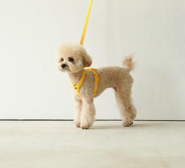 Pet Leash Macaron Ins Wind - The Pet Supply Store 